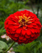 Cherry Queen Zinnia – 100 Seeds