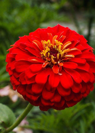 Cherry Queen Zinnia – 100 Seeds