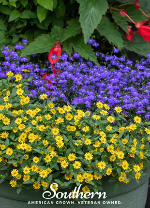 Creeping Zinnia – 100 Seeds