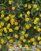 Creeping Zinnia – 100 Seeds