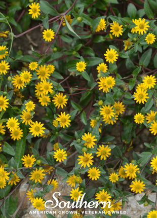 Creeping Zinnia – 100 Seeds