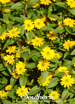 Creeping Zinnia – 100 Seeds