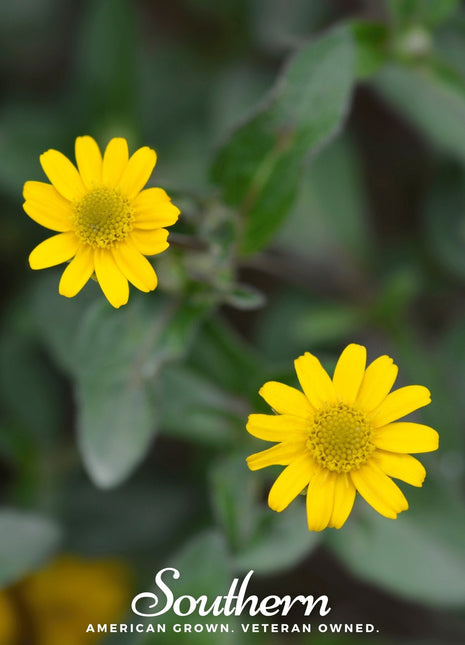Creeping Zinnia – 100 Seeds