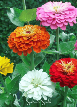 Dahlia Flowered Zinnia – 100 Seeds