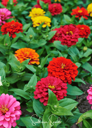 Dahlia Flowered Zinnia – 100 Seeds