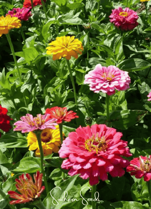 Dahlia Flowered Zinnia – 100 Seeds