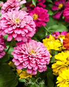 Dahlia Flowered Zinnia – 100 Seeds