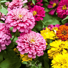 Collection image for: Dahlia