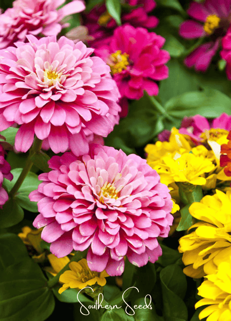 Dahlia Flowered Zinnia – 100 Seeds