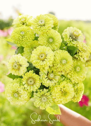 Envy Green Zinnia – 25 Seeds