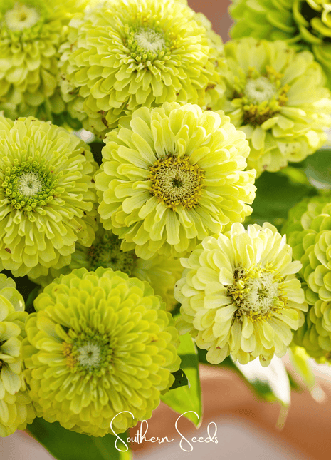 Envy Green Zinnia – 25 Seeds
