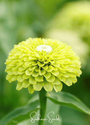 Envy Green Zinnia – 25 Seeds