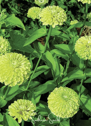 Envy Green Zinnia – 25 Seeds