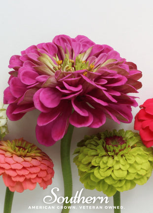 Lilliput Zinnia – 100 Seeds