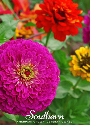 Lilliput Zinnia – 100 Seeds