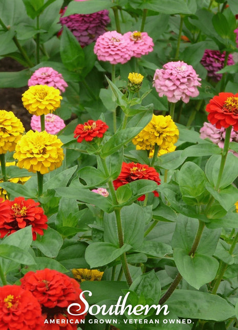 Lilliput Zinnia – 100 Seeds