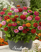 Lilliput Zinnia – 100 Seeds