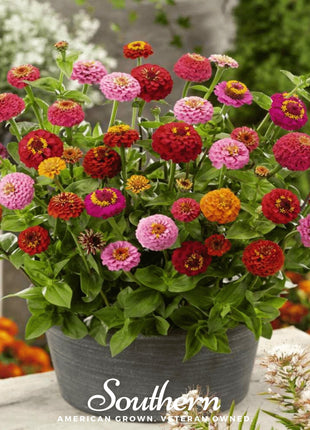 Lilliput Zinnia – 100 Seeds