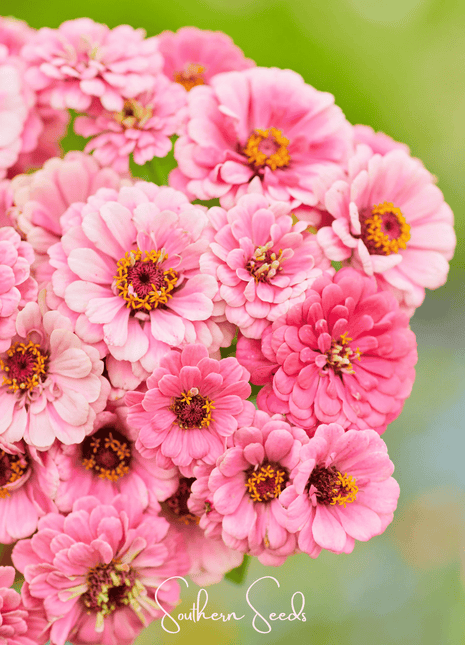 Luminosa Zinnia – 100 Seeds