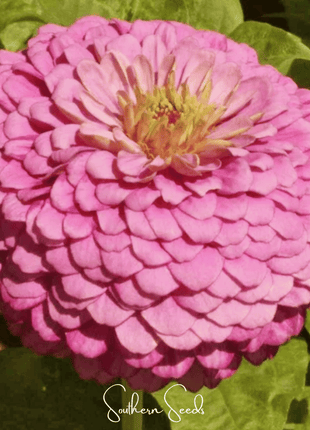 Luminosa Zinnia – 100 Seeds