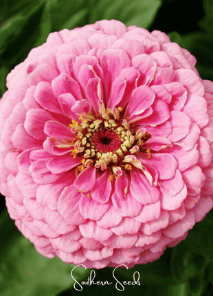 Luminosa Zinnia – 100 Seeds