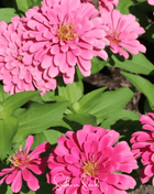 Luminosa Zinnia – 100 Seeds