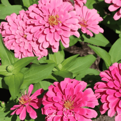 Collection image for: Flowers & Plants
