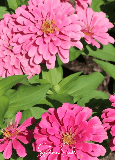 Luminosa Zinnia – 100 Seeds