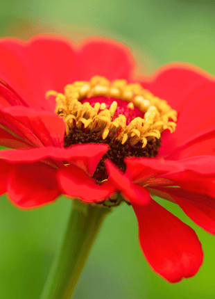 Meteor Zinnia – 100 Seeds