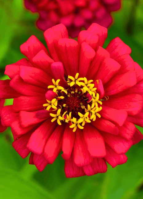 Meteor Zinnia – 100 Seeds
