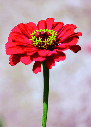 Meteor Zinnia – 100 Seeds