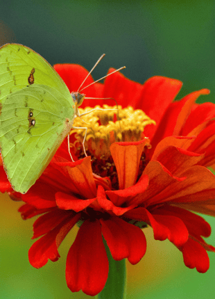 Meteor Zinnia – 100 Seeds