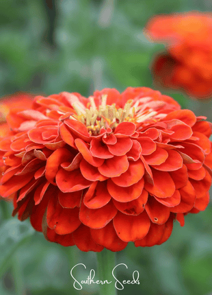 Oriole Zinnia – 50 Seeds