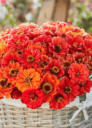 Oriole Zinnia – 50 Seeds