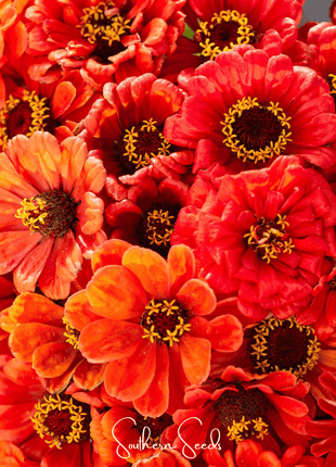 Oriole Zinnia – 50 Seeds