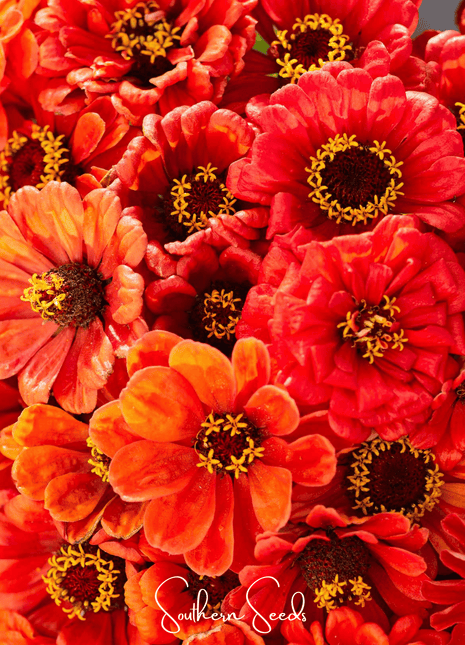 Oriole Zinnia – 50 Seeds