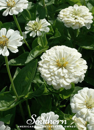 Polar Bear Zinnia – 100 Seeds