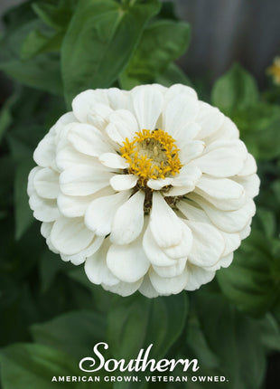 Polar Bear Zinnia – 100 Seeds