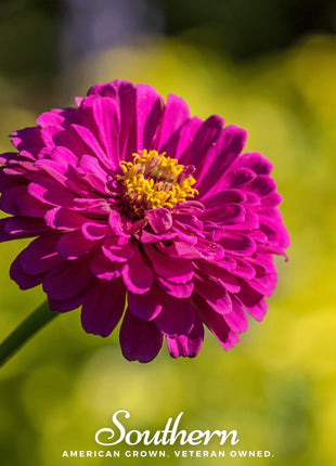 Purple Prince Zinnia – 100 Seeds
