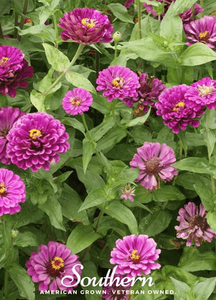 Purple Prince Zinnia – 100 Seeds