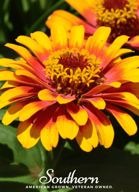 Sombrero Zinnia – 50 Seeds