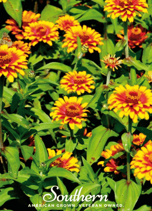 Sombrero Zinnia – 50 Seeds