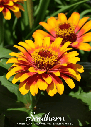 Sombrero Zinnia – 50 Seeds