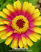 Sombrero Zinnia – 50 Seeds