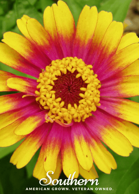 Sombrero Zinnia – 50 Seeds