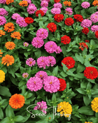 Thumbelina Dwarf Zinnia – 100 Seeds