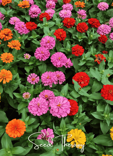 Thumbelina Dwarf Zinnia – 100 Seeds