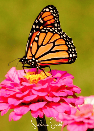 Thumbelina Dwarf Zinnia – 100 Seeds