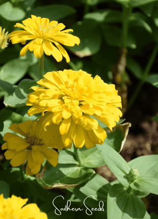Thumbelina Dwarf Zinnia – 100 Seeds