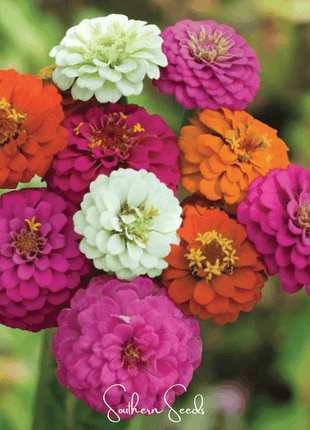 Thumbelina Dwarf Zinnia – 100 Seeds